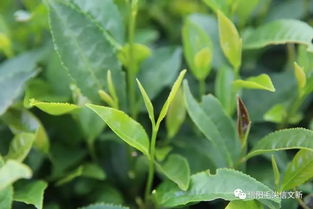 兩岸媒體 姓氏尋根 聯(lián)合采訪團(tuán)走進(jìn)文新茶村