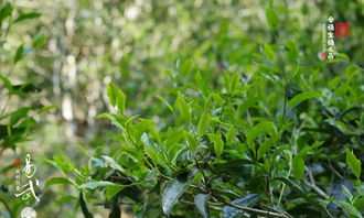 福元昌2018年易武純料熟茶今日開始預(yù)售